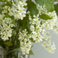 Черёмуха 1 :: Елена Пономарева