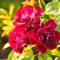 они на радость нам даны :: Олег Лукьянов