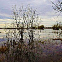 Май...Разлив протоки Чеускина! :: Владимир 