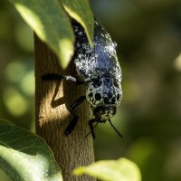 Златка чёрная. :: Alexander Amromin Златка чёрная. :: Alexander Amromin