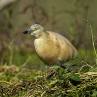 Жёлтая цапля. :: Alexander Amromin Жёлтая цапля. :: Alexander Amromin