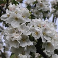 Яблоня :: <<< Наташа >>>