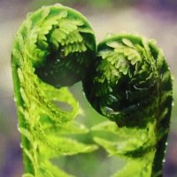 Милуются :: Людмила Смородинская