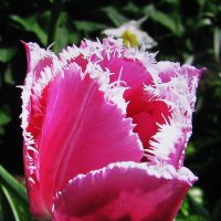 Красавчик :: Людмила Смородинская