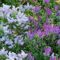 „Инь - Янь" :: Сеня Белгородский „Инь - Янь" :: Сеня Белгородский