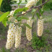 черёмуха :: Елена Шаламова