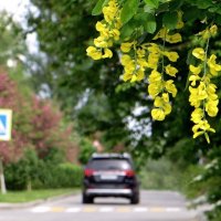 В цветении своём Весна прекрасна! :: Татьяна Смоляниченко