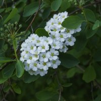 Спирея Вангутта :: Валентин Семчишин Спирея Вангутта :: Валентин Семчишин