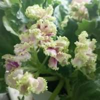 Фиалка :: Елена Семигина