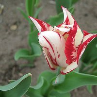 Тюльпан :: Елена Семигина