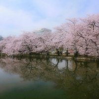 Парк Ueno Токио cакура у воды :: Civetta *** Парк Ueno Токио cакура у воды :: Civetta ***