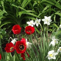 Праздничные цветы :: Freddy 97