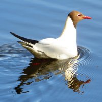 Речная чайка :: Андрей Снегерёв
