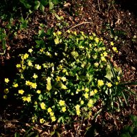 Весенние зарисовки 116 :: Алексей Кузнецов