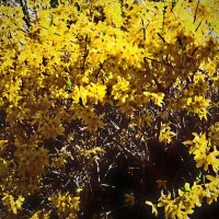 Весенние зарисовки 119 :: Алексей Кузнецов