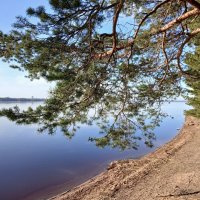 Сосна на берегу озера. :: Лия ☼