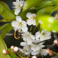 * :: Nikolai 888 * :: Nikolai 888