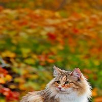 МАТЁРЫЙ   КОТ :: Анатолий Малобродский