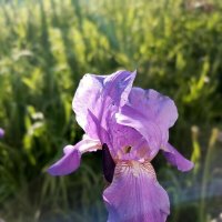 Первые ирисы :: Татьяна Пальчикова Первые ирисы :: Татьяна Пальчикова