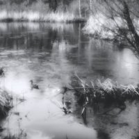 На пруду (чб) :: Сергей Царёв