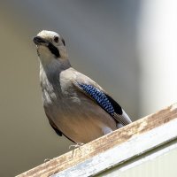 Сойка. :: Alexander Amromin Сойка. :: Alexander Amromin