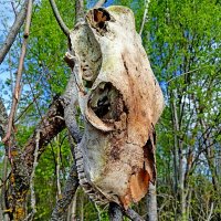 Любопытная находка. :: Vladimir Semenchukov