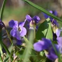 Ночная фиалка :: Петр 