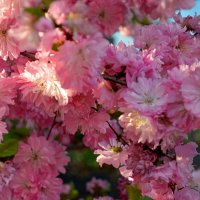 Алтайская сакура :: Татьяна Лютаева