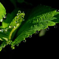 Роса на листьях :: Сергей Швечков