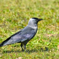 Галка :: Константин Анисимов