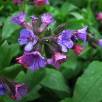 Медуница цветёт :: Людмила Смородинская Медуница цветёт :: Людмила Смородинская