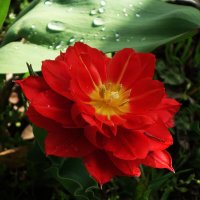 Тюльпан :: Рита Симонова