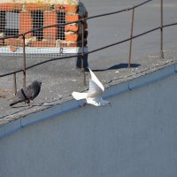 Ах , надоел ... :: Сеня Белгородский