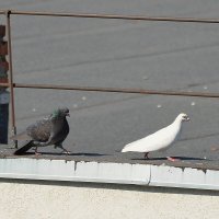 А меня Сеня ... :: Сеня Белгородский А меня Сеня ... :: Сеня Белгородский