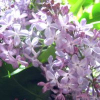 Сирень :: Елена Семигина Сирень :: Елена Семигина