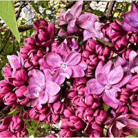 Время сирени. :: Валерия Комова