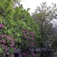 Весна шагает по Москве. :: Ольга Довженко