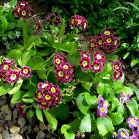 Примула :: Ольга Довженко