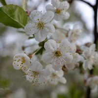 Ветка вишни :: Александр Синдерёв