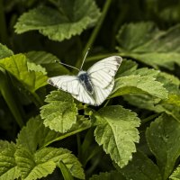 Мотылёк. :: Петр Беляков