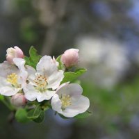 Цветок :: Владимир 