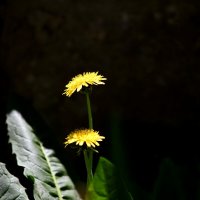 Солнечные одуванчики)) :: Татьяна Евдокимова