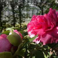 Первые пионы... :: Галина 