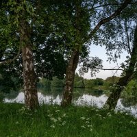 У трёх берёз... :: Николай Гирш У трёх берёз... :: Николай Гирш