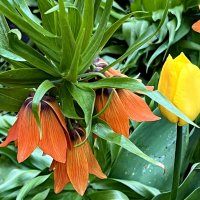 Рябчик императорский. :: Ирина 