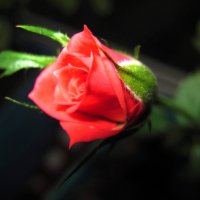 Роза. :: Ирина ***