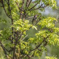 Бдительные твари :: Коля Лукашов