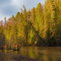 Половодье на реке Койва :: Евгений Тарасов 