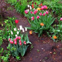 Клумба с тюльпанами :: Андрей Снегерёв