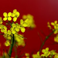 Жёлтое на красном... :: Елена Пономарева Жёлтое на красном... :: Елена Пономарева